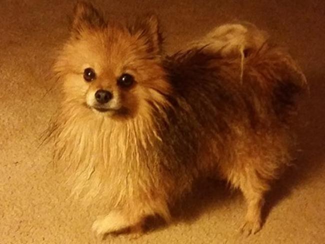 Ms Brown’s beloved Pomeranian was found thirsty and starving in the couple’s flat but her family insists she treated the animal like her own child and would never leave it alone.