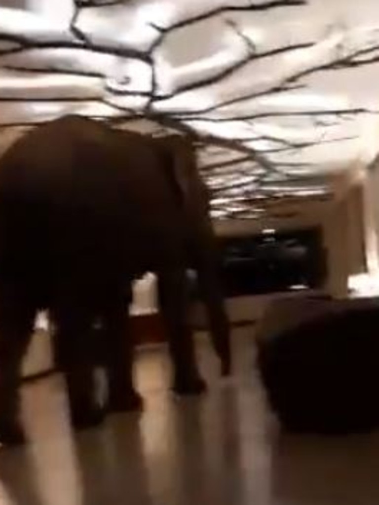 The elephant was filmed walking through the hotel.