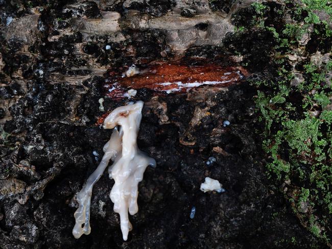 Sap bleeding from a tree at Clontarf. Picture: VIRGINIA YOUNG                        <a class="capi-webframe" capiId="8a60935f52c31fb9061f844c4f5ee1c4"></a>