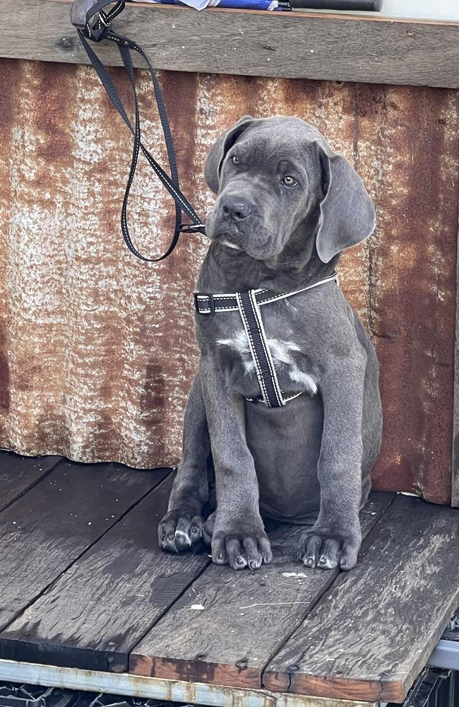 Maisy: Donna Stubbs' 4 month old Neo Mastiff