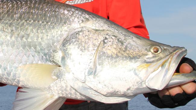 Tam Little with a 92cm barra caught on a recent trip to Shady Camp