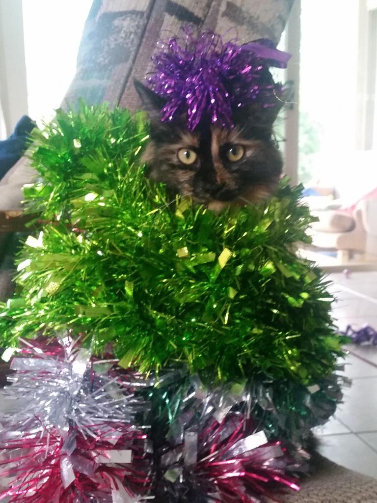 Our little one Poppy getting into the spirit of Christmas. Picture: Chris Howitt. Coolest Cat photo competition. Quest Community News and Courier Mail NL/PR