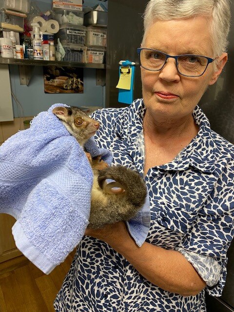 Minton Farm founder Bev Langley nurses an injured possum. Picture: Minton Farm