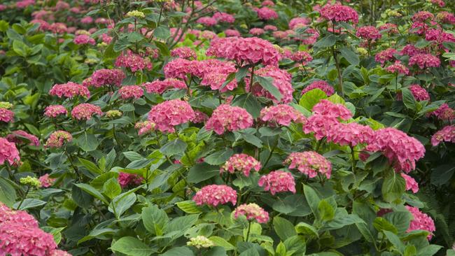 Showpieces: Hydrangeas come in a variety of colours, will thrive in a shady spot and bloom into autumn. Picture: Fawcett Media