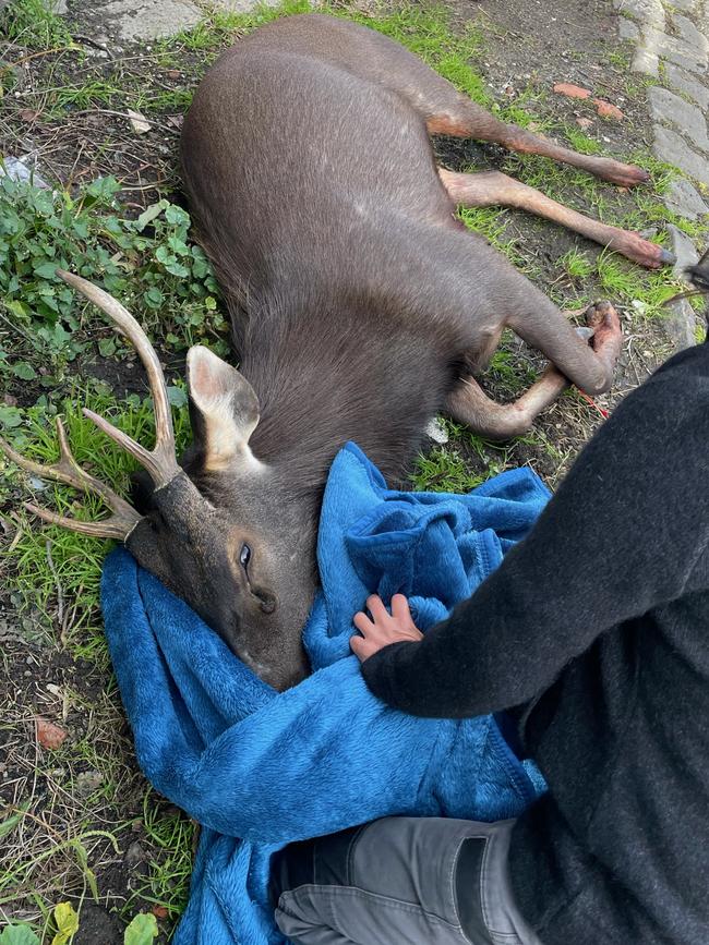 The deer is captured. Picture: Vets For Compassion