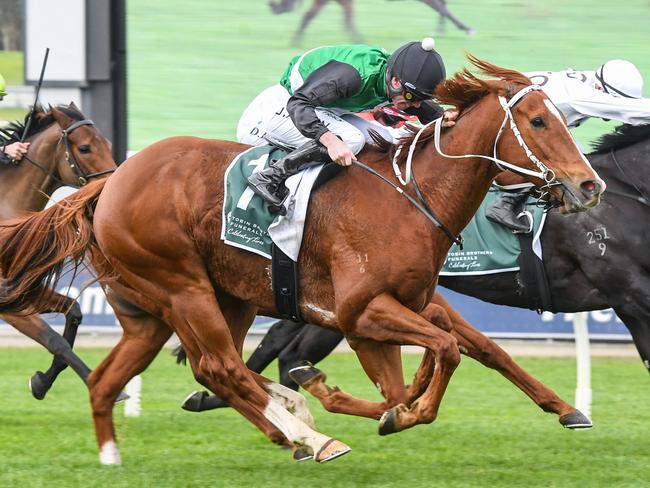 Pintoff ridden by John Allen wins the Tobin Brothers Bel Esprit Stakes  at Ladbrokes Park Hillside Racecourse on May 27, 2023 in Springvale, Australia. (Photo by Brett Holburt/Racing Photos via Getty Images)