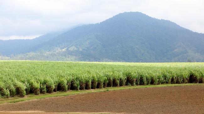 NQ’s sugar cane by-product could soon be in high demand.