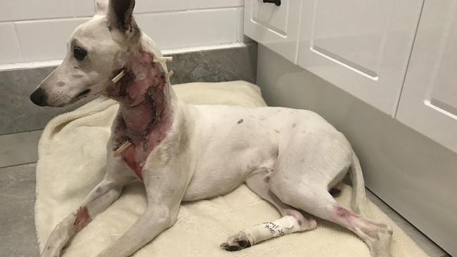 Dash the whippet was lucky to survive an attack from a dog that allegedly escaped its property in Woody Point.