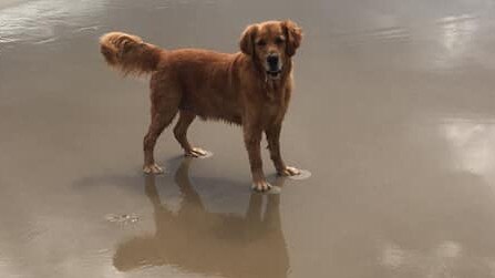 GOOD BOY: Eddie the golden retriever was rescued by three people his owner Michelle Johnston called "super heroes" after her beloved pooch fell down a crevice between some rocks at Evans Head and the trio helped rescue him.