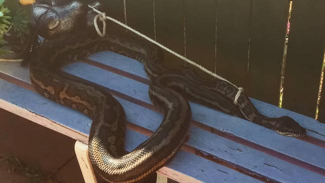 A Brisbane snake catcher found the massive python noosed to furniture. Picture: supplied