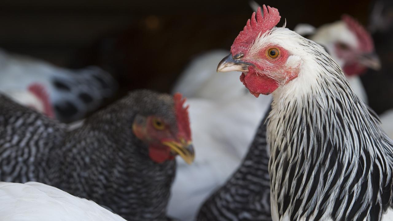 The Toowoomba Regional Council has approved an 840,000-bird poultry farm in the western region. PICTURE: ZOE PHILLIPS