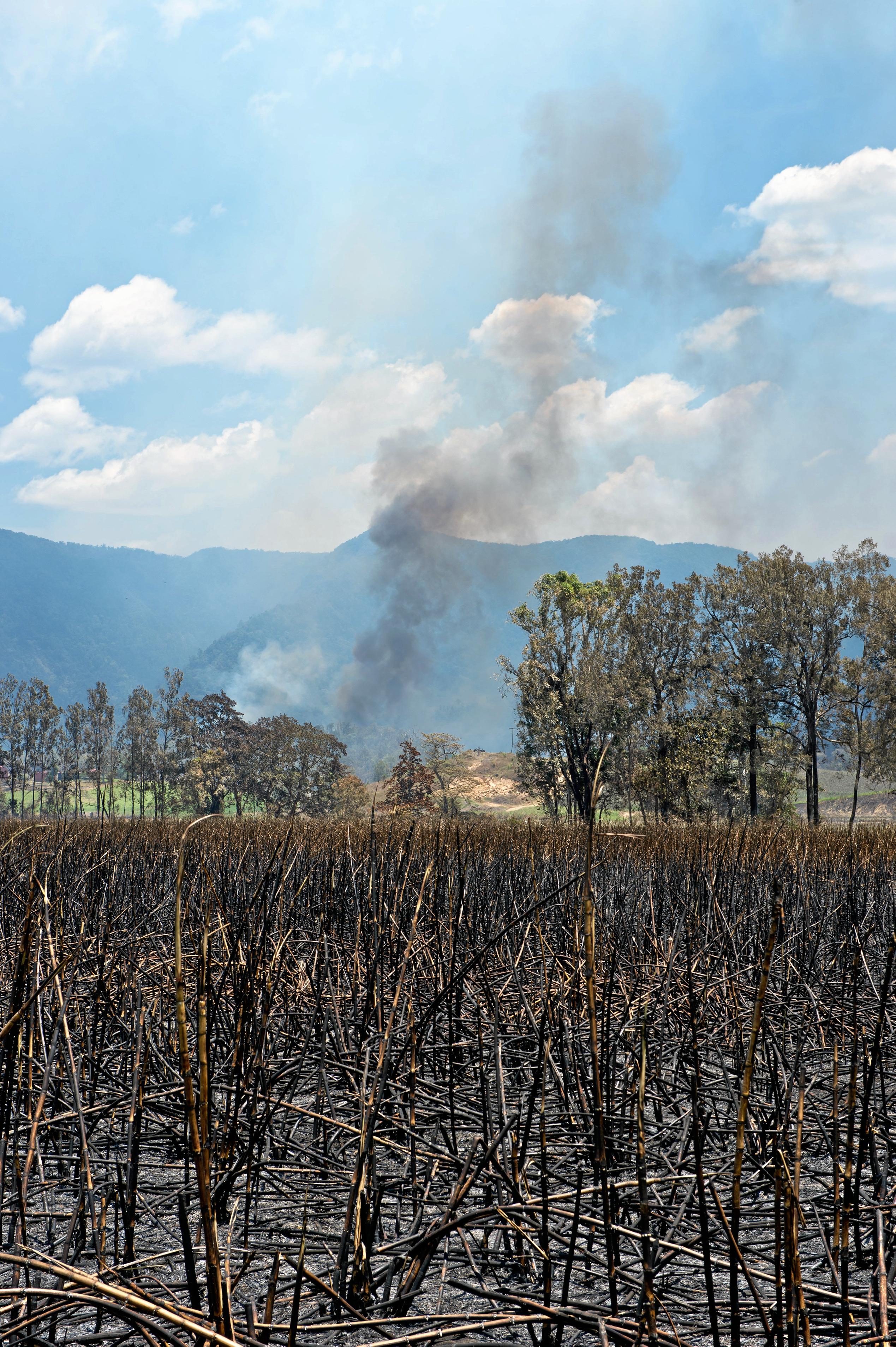 Fire damage between Finch Hatton and Netherdale. Across the road from this cane field a home was lost. Picture: Emma Murray