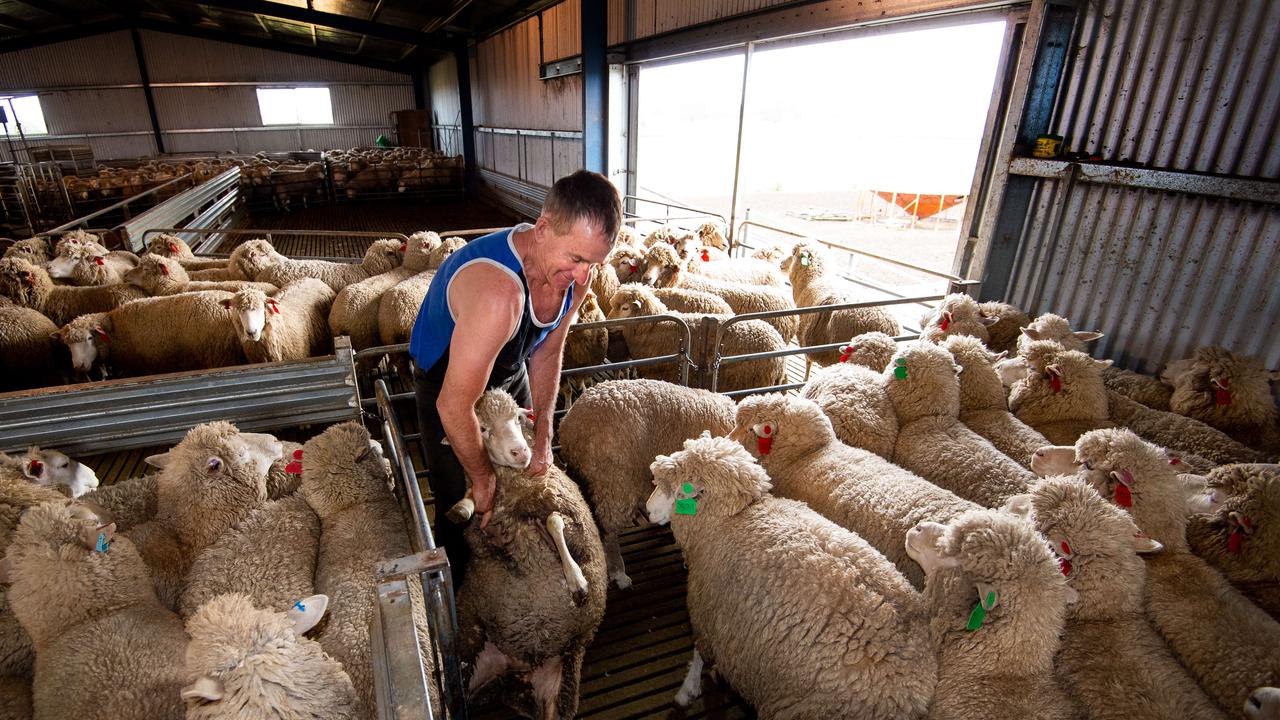 ‘We will lose one in five shearers in the next six months’