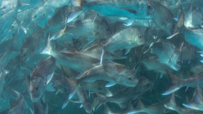 Sharman illegally caught 1.8 tonnes of snapper from the marine park.