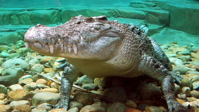 Goliath the Crocodile. Picture: ZOOM Wildlife Park