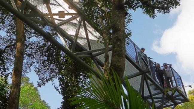 Spectacular views of the lush Gold Coast Hinterland can be gained from the canopy walk through the trees.