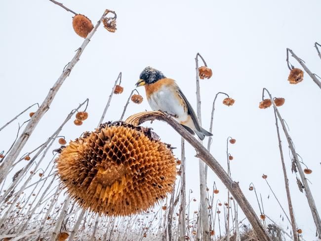 In Poland, a field of sunflowers became a winter haven for birds after flooding prevented the plants being harvested. Mateusz Piesiak took this shot of a brambling perched in front of his camera and won gold in the Birds in the Environment category. Picture: Mateusz Piesiak / Bird Photographer of the Year