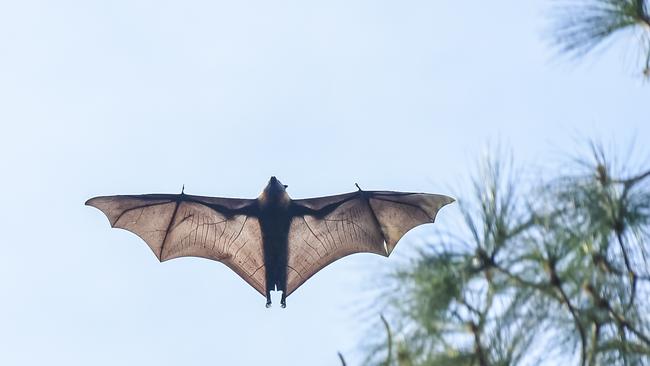 A bat pictured at Botanic Park. Picture: Roy Van Der Vegt