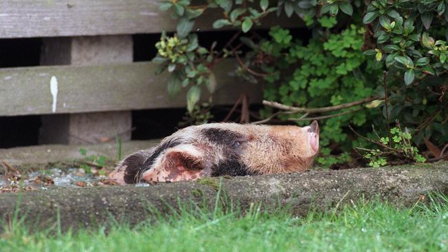 The pig’s head outside Greg Domaszewicz’s house in Moe.