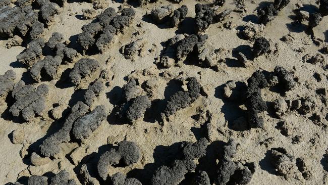 Stromatolites in Hamelin Pool, Shark Bay, Western Australia.