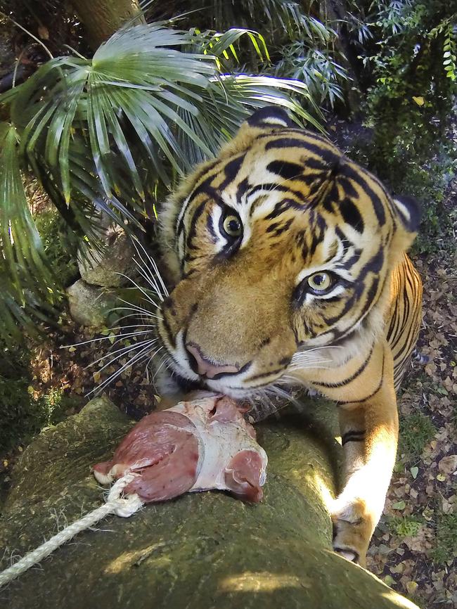 Hutan bites into brekkie. Picture: David Caird