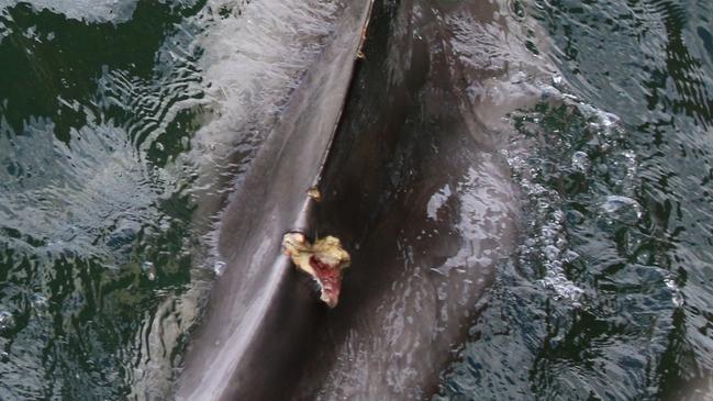 The gash on Oriana’s fin was caused by a boat. Picture: Jenni Wyrsta