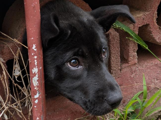 Fire and Rescue NSW (FRNSW) crews have used a hammer and chisel to carefully extract an adventurous 12-week-old puppy, stuck in a wall below a house today at Merrylands, in Sydney’s west., “Lulu”, a Staffordshire Bull Terrier, got her head stuck in a concrete block at the home in Chelsea Street, just after midday.  picture:  NSW Fire and Rescue