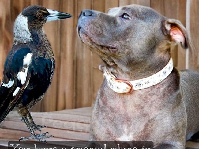 Fans spiral after ‘ominous’ post of Molly the magpie and Peggy the staffy