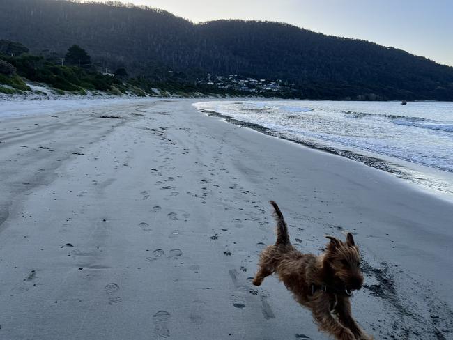 The author’s dog Chief enjoys the freedom of Eaglehawk Neck beach. Picture: Tia Ewen