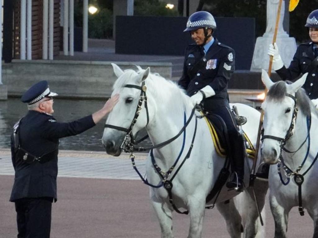 Bluey often led official ceremonies and was recognisable by his distinct white mane.