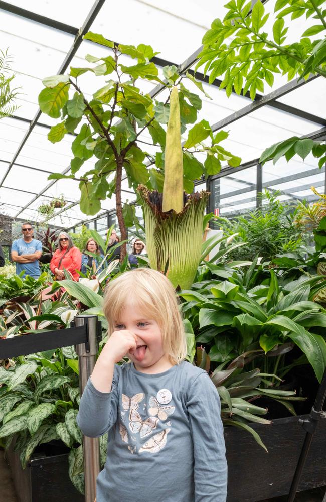 Emma, 4, has been watching the corpse flower live stream at kinder. Picture: Brad Fleet