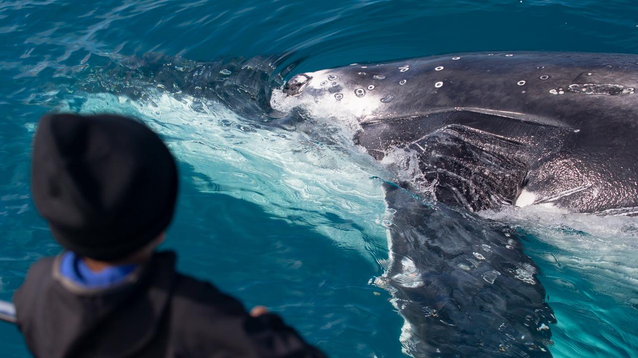 Hervey Bay in Queensland is arguably the best place in the world to spot a humpback whale.