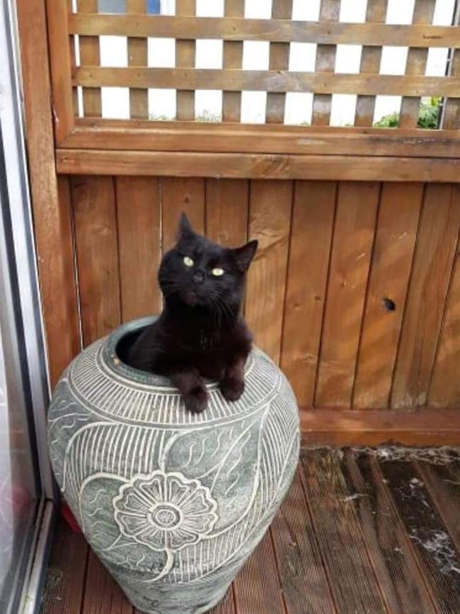 Peppy wasn’t bothered by the dark, hard object which she chose as her new bed.