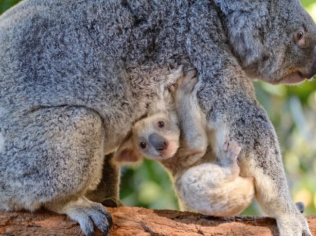 Australian Zoo Asks For Help Naming Rare White Koala