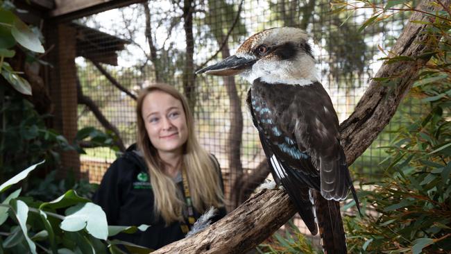 Head keeper Melissa Gard with George the kookaburra at Bonorong Wildlife Sanctuary in Brighton, north of Hobart. Picture: Peter Mathew