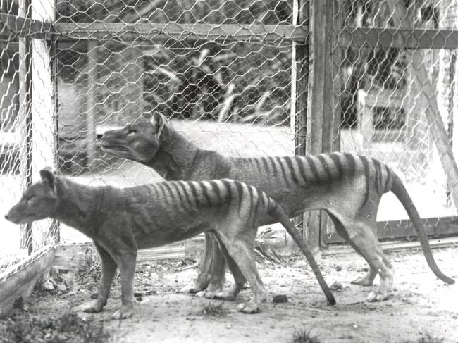 Two thylacines at Beaumaris Zoo, Hobart in 1912.