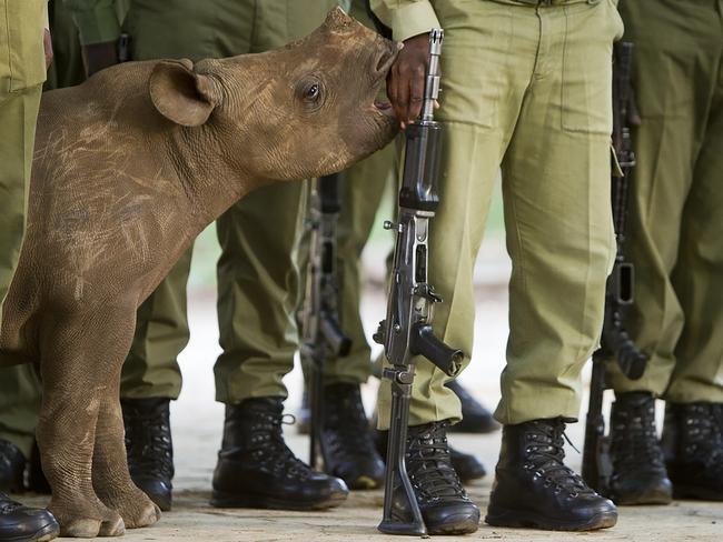 Remembering Rhinos: Hilary O’Leary (Black rhino calf, Zimbabwe) www.rememberingrhinos.com/kickstarter