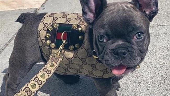 Dog breeder Ronnie Achurch’s Facebook is littered with pictures of dogs dressed in designer brands and gold chains. Picture: Facebook