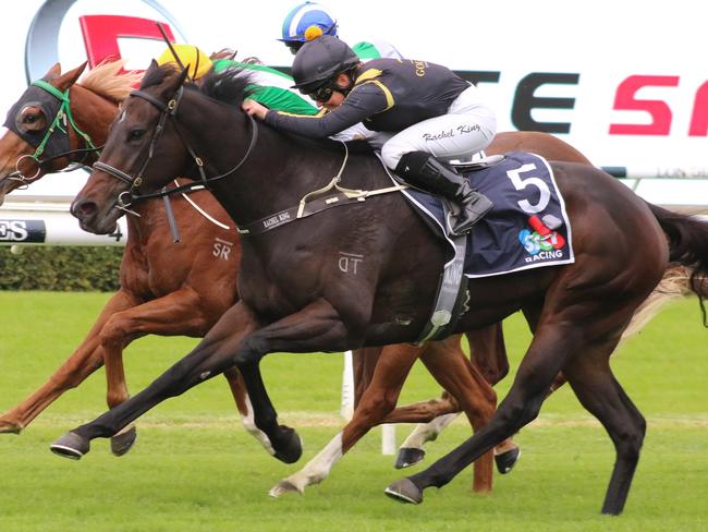 Nicci's Fling can give trainer Gary Portelli a winning start to the day at Rosehill on Saturday. Picture: Grant Guy