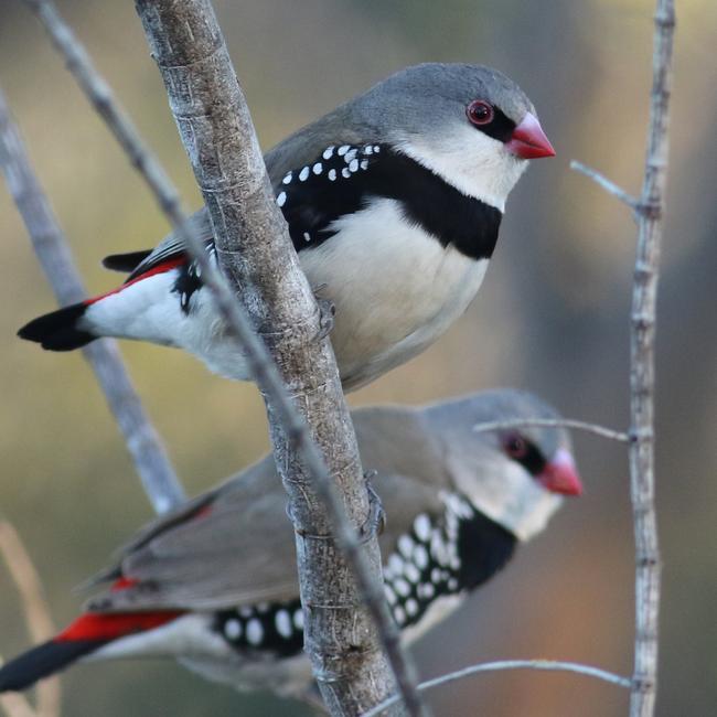 Diamond firetails are in the area but don’t fly high.