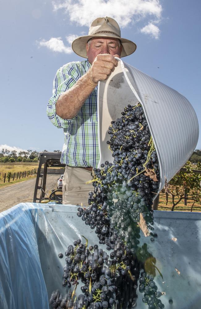 Rosalie House owner Doyle Thompson empties the latest produce from the 30-year-old vines. Picture: Nev Madsen.