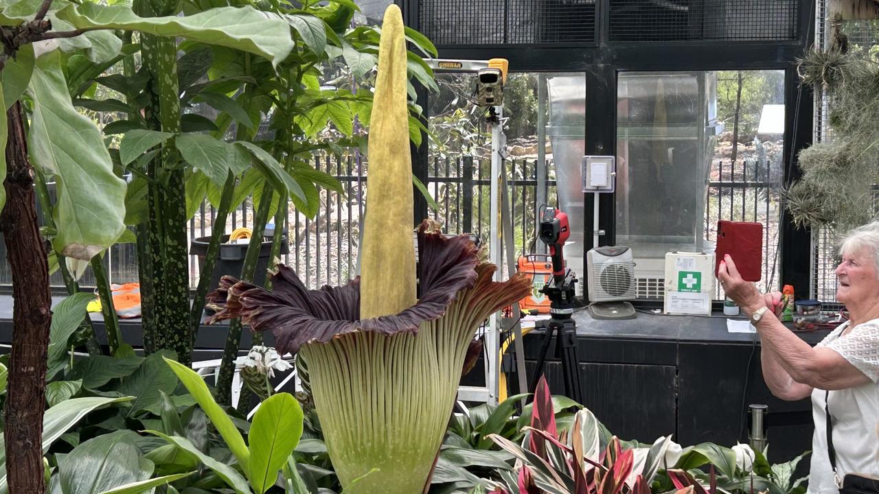 The corpse flower, also named the titan arum, blooms about once a decade and lasts between 24 to 48 hours. Picture: NewsWire / Nadir Kinani