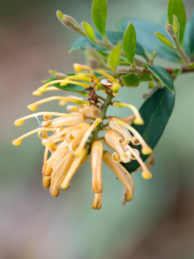 Grevillea 'Deuagold'