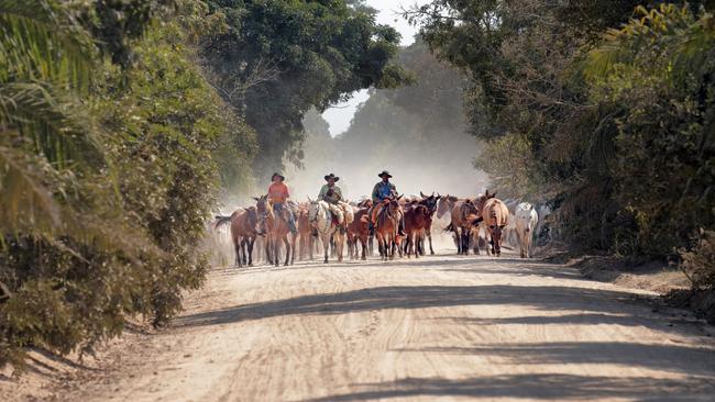 Cattle being moved through the Pantanal, in Brazil, who can ship in around 65,000 tonnes of beef with no tariff into the US.