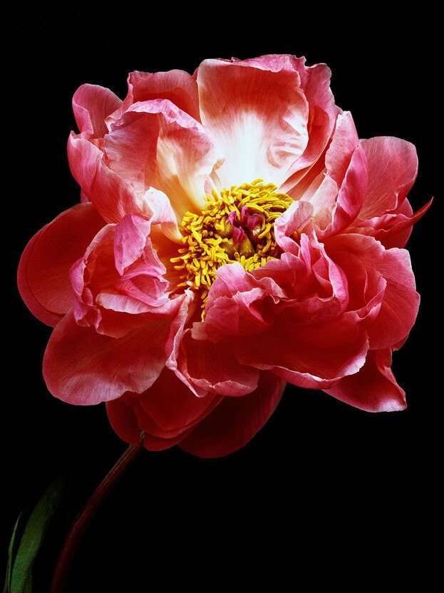 Gary Heery’s picture of a pink peony.