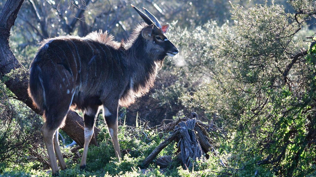 African nyala at Monarto Safari Park. Dawn picture: Geoff Brooks