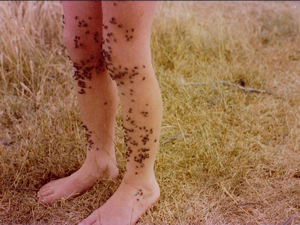 Flies in Western Australia used to be worse before dung beetles were introduced as seen in these pictures shared by Prof Evans. Picture: Professor Theo Evans