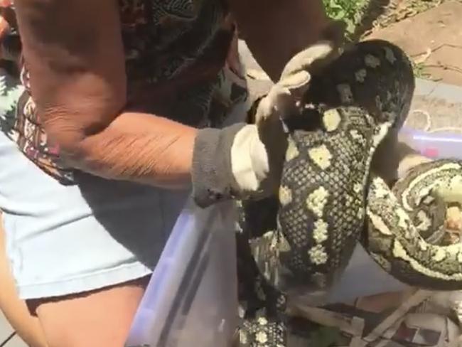 Removal of the 3 metre snake from the Mount Tamborine home.