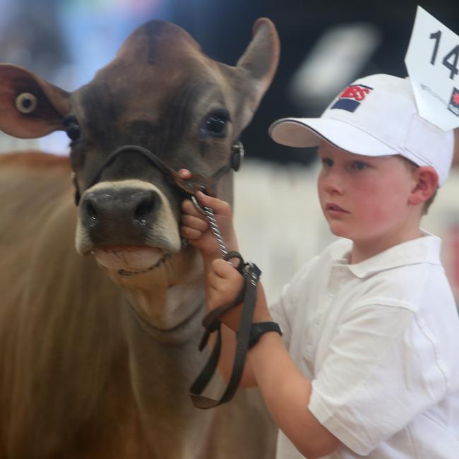 Junior Champion Heifer – Junior Champion Leader – Thomas Harton, 8, with Shirlinn Roulette Dawn 2, from Tennyson.