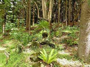 A tour of the Lismore Rainforest Botanic gardens is also part of the Upcycle Your Holidays event.